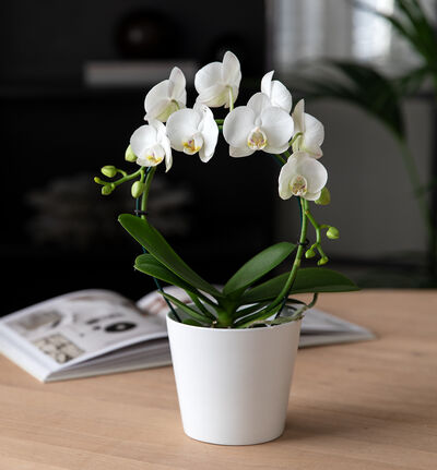 Hvit midi orkidé på bøyle